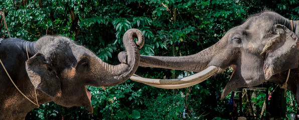 Fototapeta premium Elefanten Rüssel Koh Samui Thailand