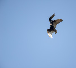 Crow mobbing vulture