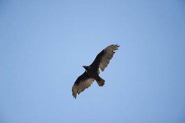 Turkey Vulture overhead