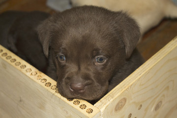 Cucciolo di labrador chocolate