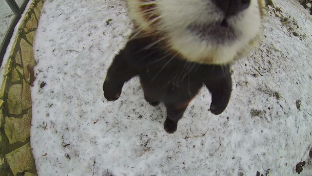 Red panda bear walks on a snow and tries to eat the videocamera