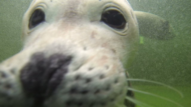 Baby Harbor seal pose for the video camera underwater