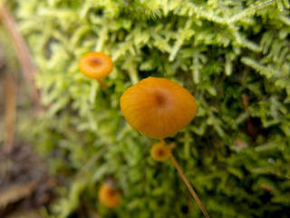 Freshly Sprouting Mushrooms in the Wet Season