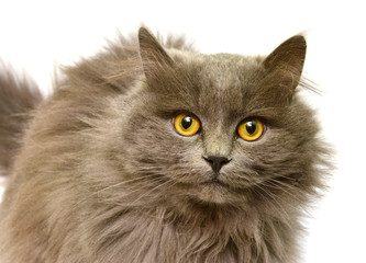 Naklejka na ściany i meble Beautiful fluffy British cat