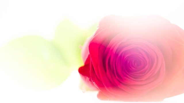 Red rose on white background with artistic blooming lens flare bleeding into the picture