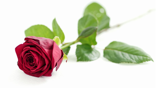 red rose on white background, shallow depth of field