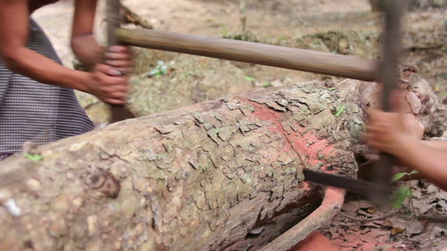 two people cutting tree with saw