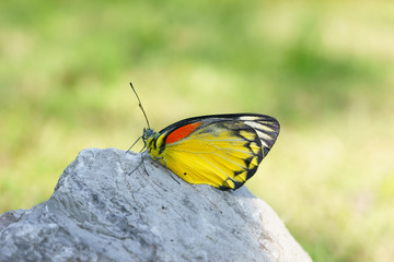 Closeup butterfly, select focut
