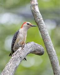 Red Bellied Woodpecker perched in tree