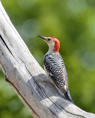 Red Bellied Woodpecker perched in tree