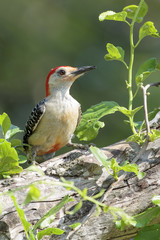 Red Bellied Woodpecker perched in tree