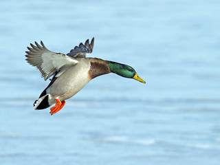 Male Mallard in Flight