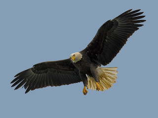 Naklejka premium Bald Eagle in Flight