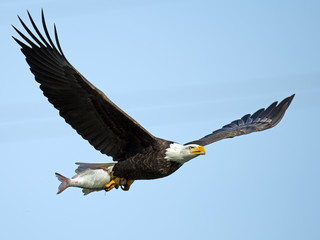Bald Eagle in Flight with Large Fish