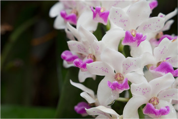 Fototapeta na wymiar Wildflower orchid,Orchids Changkra,Rhynchostylist gigantea