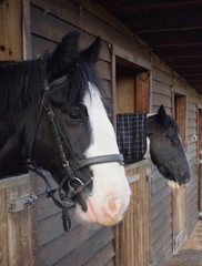 Beautiful purebred horses in the barn door