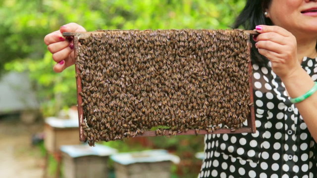 Holding honey beehive bare hand