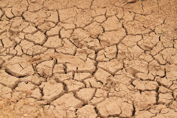 Drought in Amboseli