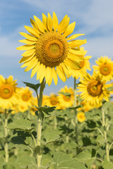 Sun flowers field