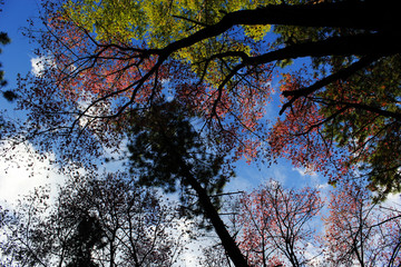 colorful forest
