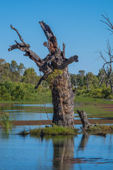 The Murray River National Park in outback South Australia has beautiful and serene backwater lagoons