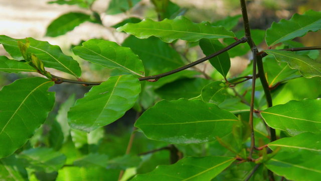 laurel herbs in forest