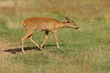 Young female European roe deer walking on the grass.