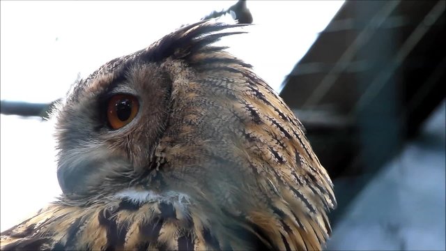 Uhu bubo bubo nahaufnahme
