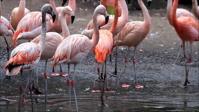 Rosa Flamingos stehen im Wasser
