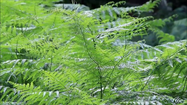 Farn, Wildpflanze im Wald
