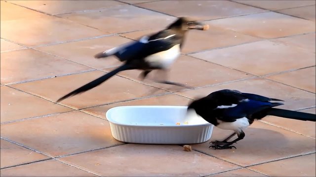 Elster V&ouml;gel pickt Nassfutter
