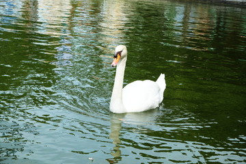 Fototapeta premium White swan in the Lake