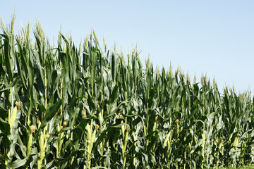 Obraz premium The fields of corn