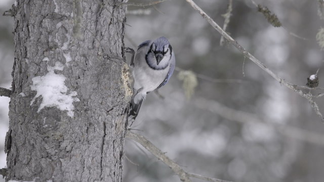 Blue jay pecking at a tree in the winter in Algonquin Provincial Park