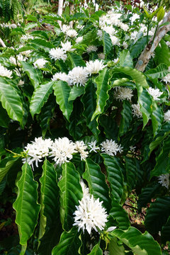 Coffee tree blossom with white color flower close up view