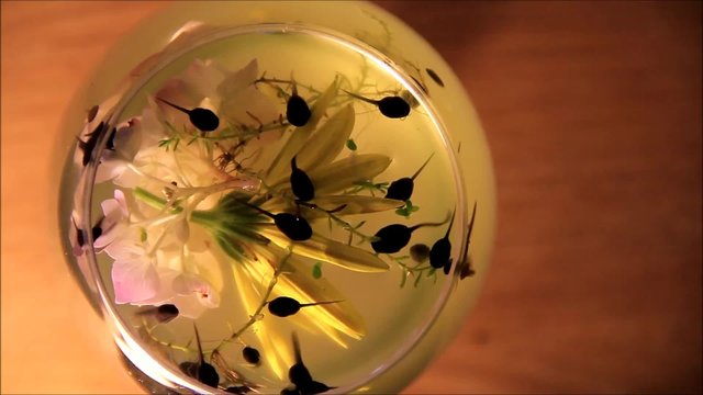Kaulquappen im Glas mit Blume
