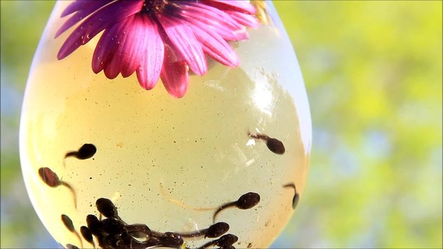 Kaulquappen im Glas mit Blume

