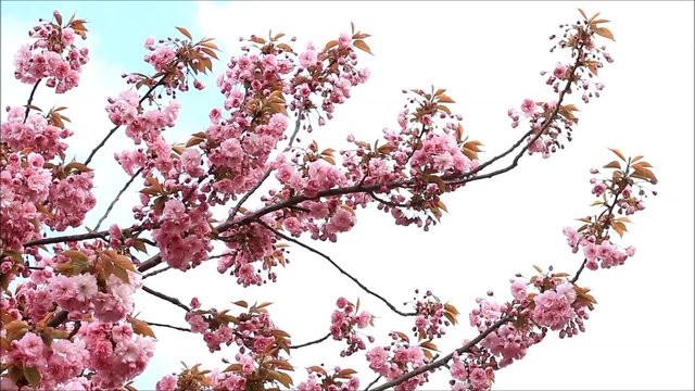 japanische kirschbl&uuml;te im Fr&uuml;hjahr

