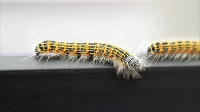 Raupe Mondvogel Phalera bucephala, makro

