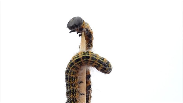 Raupe Mondvogel Phalera bucephala, makro

