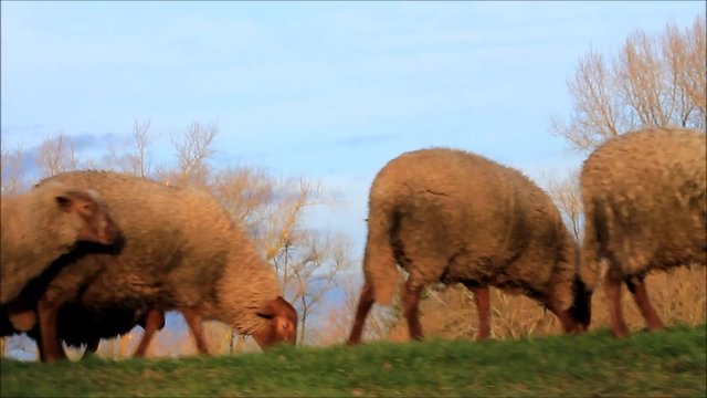 Schafe laufen am Deich in der Abendsonne
