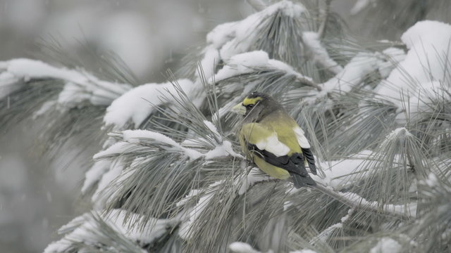 Male evening grosbeak (Hesperiphona vespertina) perching on a pine tree branch in winter in the Algonquin Provincial Park