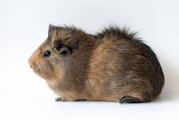 pet guinea pig on white background