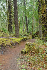 fort to sea hiking trail in the rain forest of the Pacific Northwest