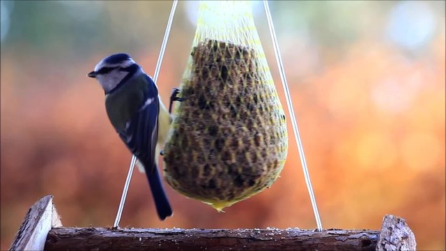 Blaumeise pickt Fettfutter
