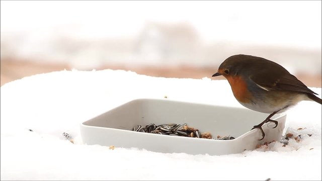 Rotkehlchen pickt Winterfutter im Schnee
