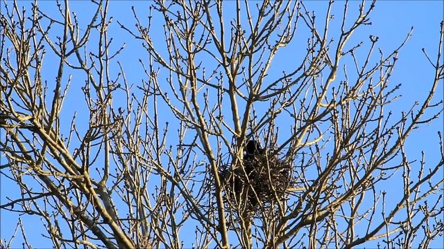 Rabe baut Nest im Baum  
