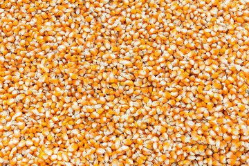 Background with dry corn seed for animal feed