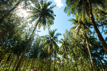 Coconut palm trees perspective view
