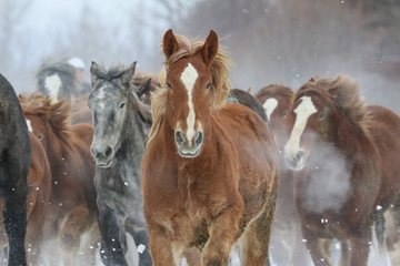 Fototapeta na wymiar 雪原を走る馬の集団